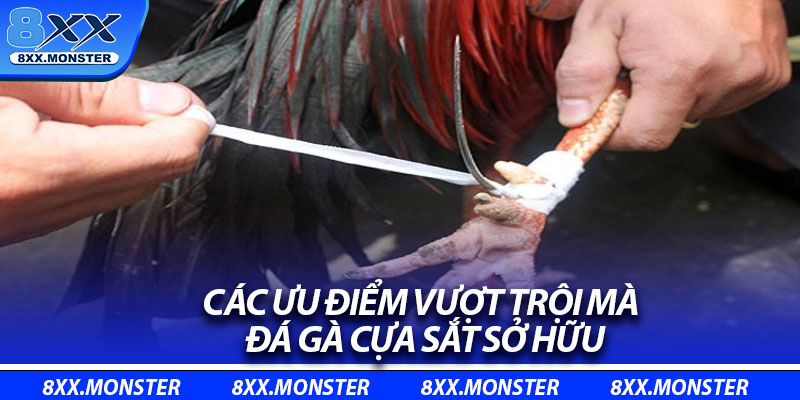 Các ưu điểm vượt trội mà đá gà cựa sắt sở hữu