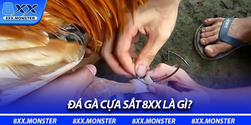 Đá gà cựa sắt 8XX là gì?